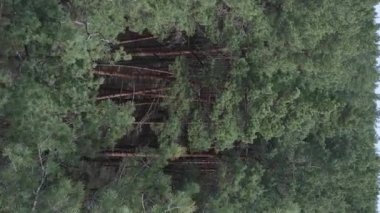 Gündüz yeşil çam ormanının dikey videosu, hava manzarası