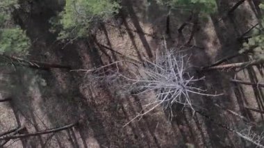 Gündüz yeşil çam ormanının dikey videosu, hava manzarası