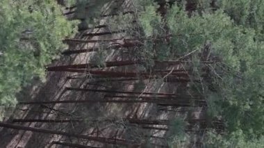 Gündüz yeşil çam ormanının dikey videosu, hava manzarası