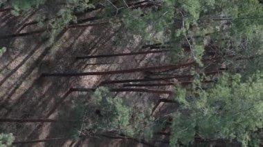 Gündüz yeşil çam ormanının dikey videosu, hava manzarası