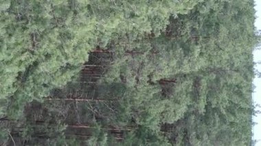 Gündüz yeşil çam ormanının dikey videosu, hava manzarası