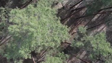 Gündüz yeşil çam ormanının dikey videosu, hava manzarası