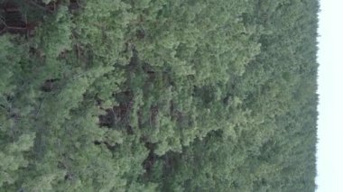 Gündüz yeşil çam ormanının dikey videosu, hava manzarası