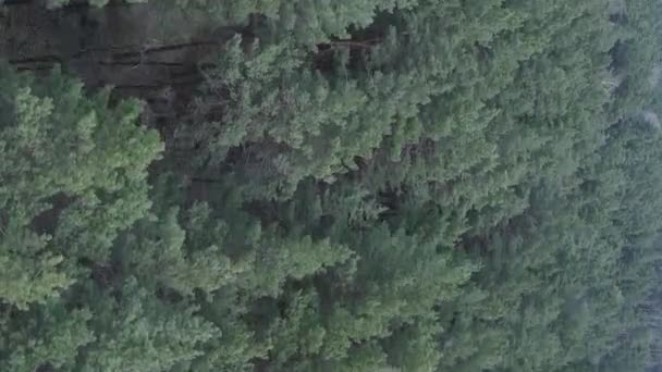 Vídeo vertical de floresta de pinheiros verdes por dia, vista aérea — Vídeo de Stock