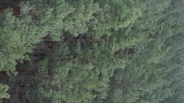 Vídeo vertical de bosque de pino verde durante el día, vista aérea — Vídeos de Stock