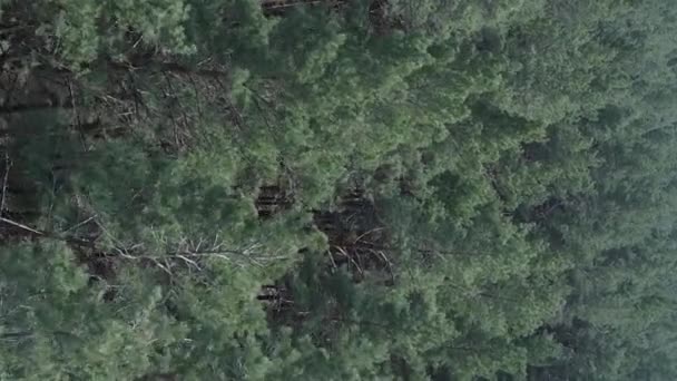 Vídeo vertical de floresta de pinheiros verdes por dia, vista aérea — Vídeo de Stock