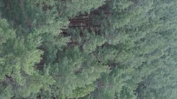 Verticale video van groen dennenbos overdag, luchtfoto — Stockvideo