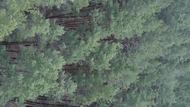 Vídeo vertical de bosque de pino verde durante el día, vista aérea — Vídeos de Stock