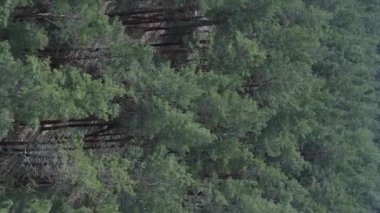 Gündüz yeşil çam ormanının dikey videosu, hava manzarası
