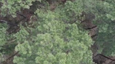 Gündüz yeşil çam ormanının dikey videosu, hava manzarası