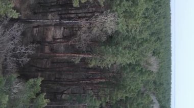 Gündüz yeşil çam ormanının dikey videosu, hava manzarası