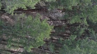 Gündüz yeşil çam ormanının dikey videosu, hava manzarası
