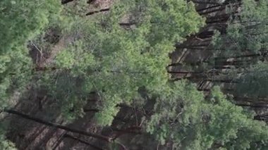 Gündüz yeşil çam ormanının dikey videosu, hava manzarası