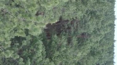 Gündüz yeşil çam ormanının dikey videosu, hava manzarası