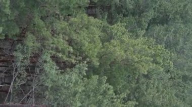 Gündüz yeşil çam ormanının dikey videosu, hava manzarası