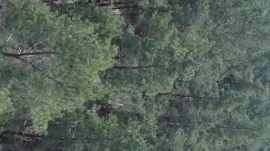 Gündüz yeşil çam ormanının dikey videosu, hava manzarası