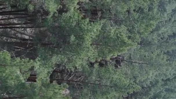 Vídeo vertical de bosque de pino verde durante el día, vista aérea — Vídeos de Stock