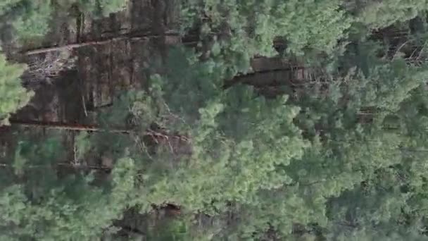 Vídeo vertical de floresta de pinheiros verdes por dia, vista aérea — Vídeo de Stock