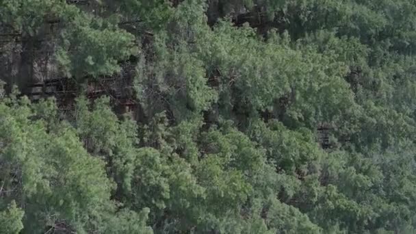 Vídeo vertical de floresta de pinheiros verdes por dia, vista aérea — Vídeo de Stock