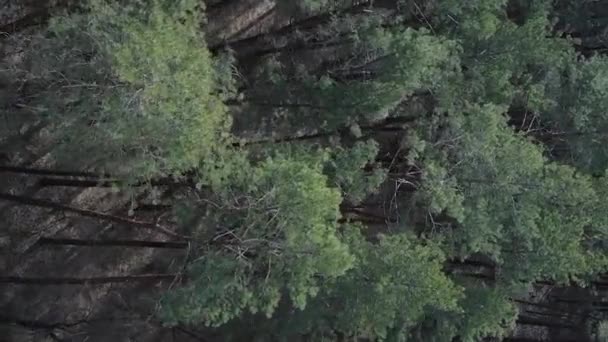 Vertikální video zeleného borového lesa ve dne, letecký pohled — Stock video