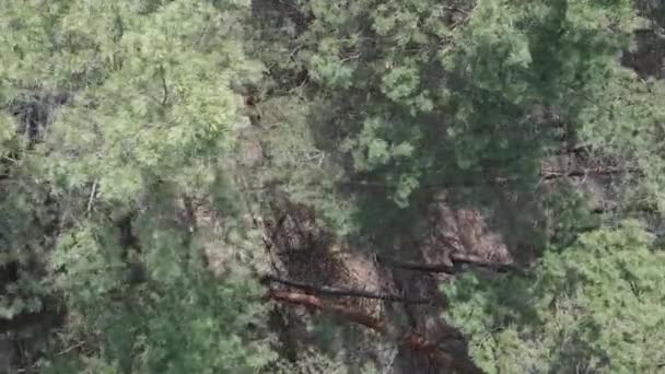 Вертикальное видео зеленого соснового леса днем, вид с воздуха — стоковое видео