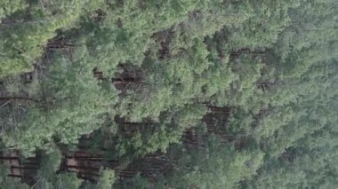 Gündüz yeşil çam ormanının dikey videosu, hava manzarası