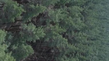 Gündüz yeşil çam ormanının dikey videosu, hava manzarası