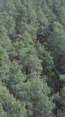 Çam ormanlarının dikey görüntüsü, yavaş çekim.