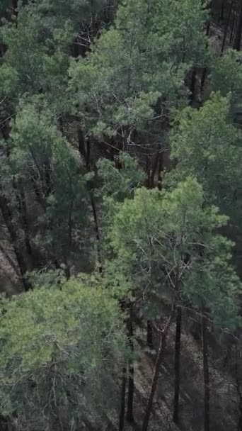 松林の空中ビューの垂直ビデオ,スローモーション — ストック動画