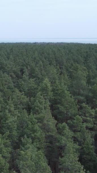 Vídeo vertical de la vista aérea del bosque de pinos, cámara lenta — Vídeo de stock