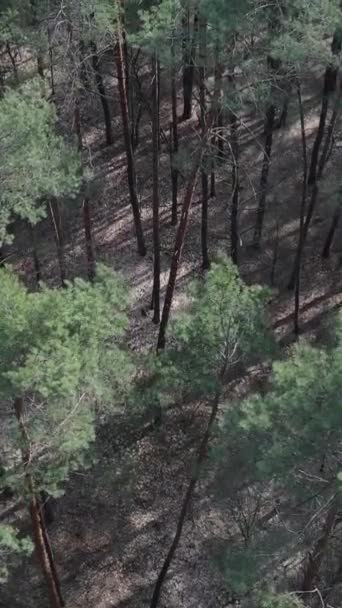 Vertikales Video der Kiefernwald-Luftaufnahme, Zeitlupe — Stockvideo