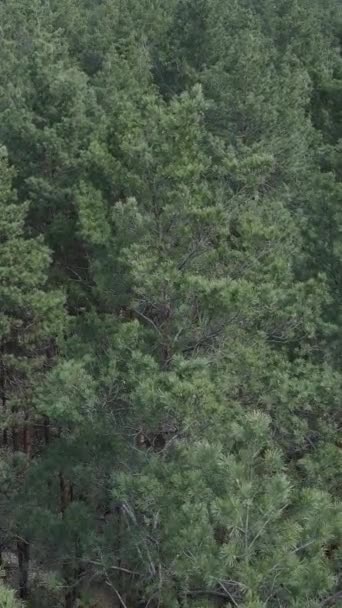 Vídeo vertical da vista aérea da floresta de pinheiros, câmera lenta — Vídeo de Stock