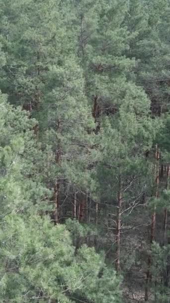 Vídeo vertical de la vista aérea del bosque de pinos, cámara lenta — Vídeos de Stock