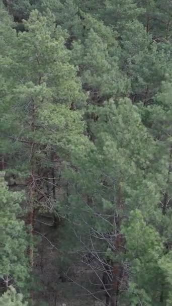 Vertikales Video der Kiefernwald-Luftaufnahme, Zeitlupe — Stockvideo