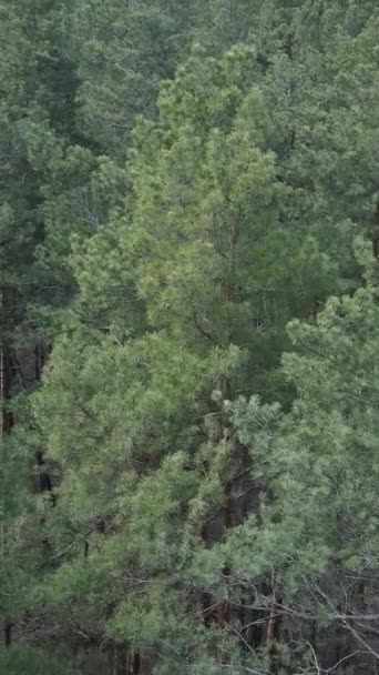 Vídeo vertical de la vista aérea del bosque de pinos, cámara lenta — Vídeo de stock