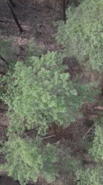 Çam ormanlarının dikey görüntüsü, yavaş çekim.