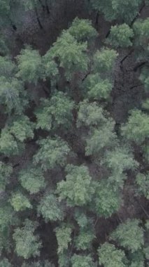 Çam ormanlarının dikey görüntüsü, yavaş çekim.