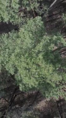 Çam ormanlarının dikey görüntüsü, yavaş çekim.