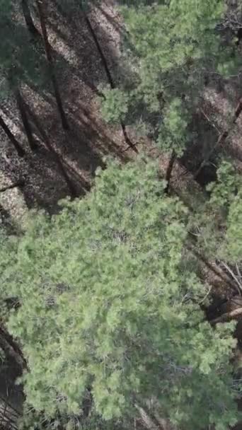 Vídeo vertical de la vista aérea del bosque de pinos, cámara lenta — Vídeo de stock