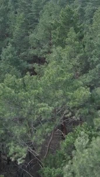 Vídeo vertical de la vista aérea del bosque de pinos, cámara lenta — Vídeos de Stock