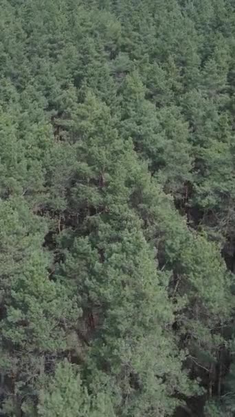 Vertical video of pine forest aerial view, slow motion — Stock Video