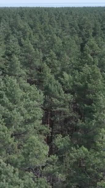 Vídeo vertical de la vista aérea del bosque de pinos, cámara lenta — Vídeo de stock