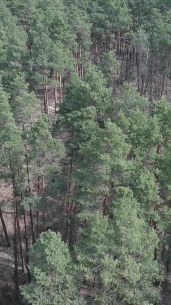 Vertical video of pine forest aerial view, slow motion — Stock Video