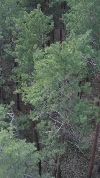 Vídeo vertical da vista aérea da floresta de pinheiros, câmera lenta — Vídeo de Stock