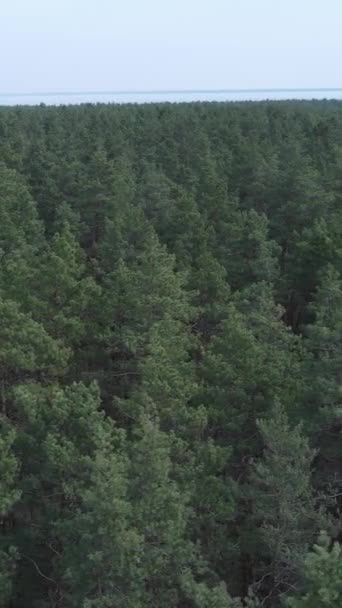 Vídeo vertical de la vista aérea del bosque de pinos, cámara lenta — Vídeo de stock