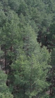 Çam ormanlarının dikey görüntüsü, yavaş çekim.