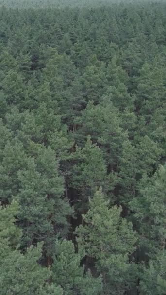 Vídeo vertical da vista aérea da floresta de pinheiros, câmera lenta — Vídeo de Stock