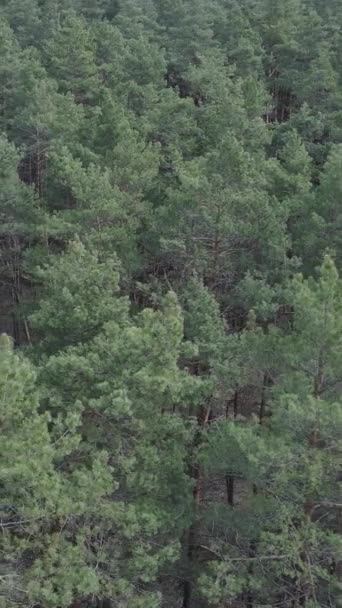 Vertikales Video der Kiefernwald-Luftaufnahme, Zeitlupe — Stockvideo