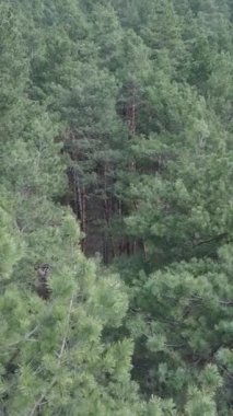 Çam ormanlarının dikey görüntüsü, yavaş çekim.