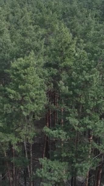 Vidéo verticale de la forêt de pins vue aérienne, ralenti — Video